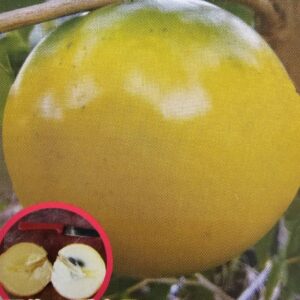 大果白肉黃金果- 大果白肉黃金果嫁接苗