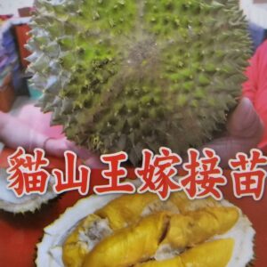 榴槤- 貓山王嫁接苗