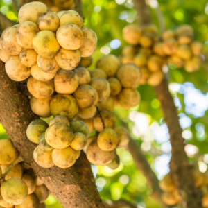 大果龍貢- 大果龍貢嫁接苗