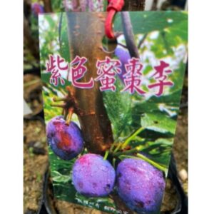 紫色蜜棗李