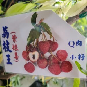 荔枝王(紫娘喜)