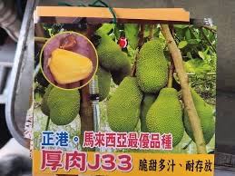 J33波羅蜜