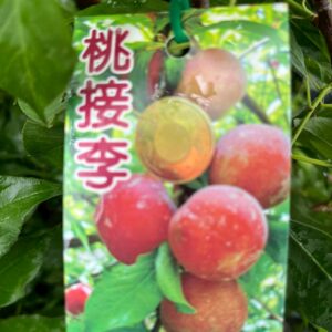 桃接李