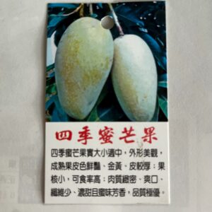 四季蜜芒果