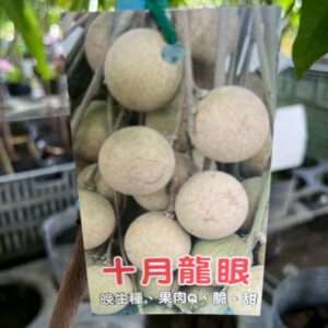 十月龍眼