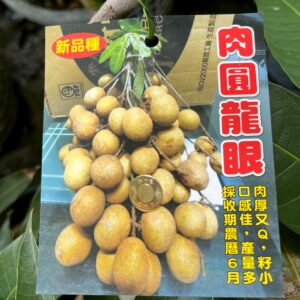 肉圓龍眼