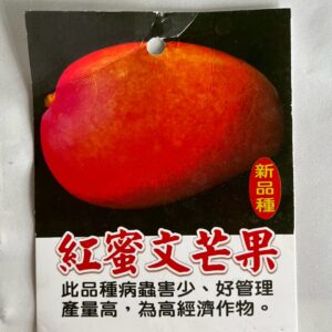 紅蜜文芒果