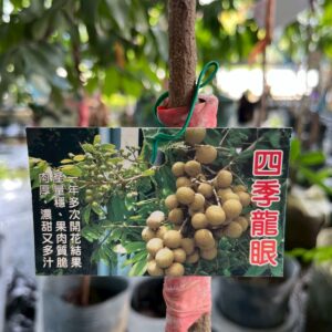 四季龍眼