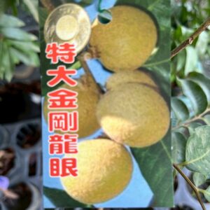特大金剛龍眼