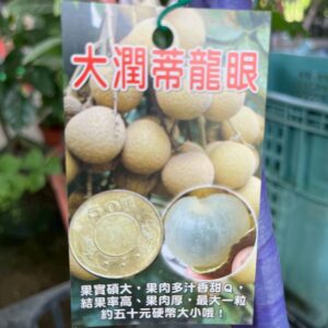大潤蒂龍眼