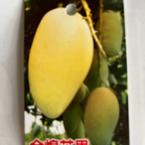金煌芒果