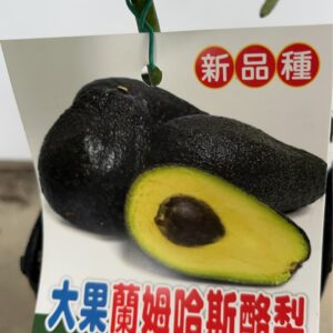 大果哈斯(Lamb Hass)