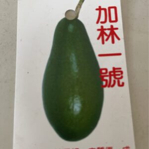 加林一號酪梨
