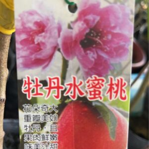 牡丹水蜜桃