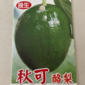 秋可酪梨
