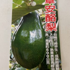 章安酪梨(竹崎早)