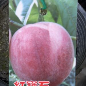 紅寶石水蜜桃