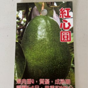 紅心圓酪梨