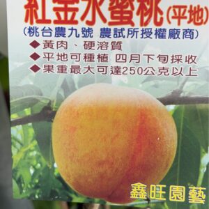 紅金水蜜桃(桃台農九號)