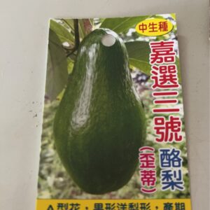 嘉選3號酪梨