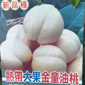 熱帶大果金童油桃