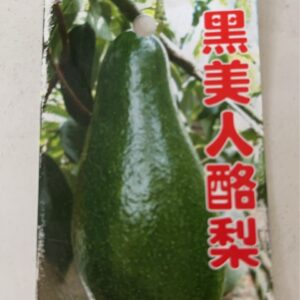 黑美人酪梨