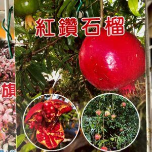 紅鑽石榴