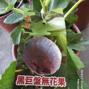 黑巨盤無花果