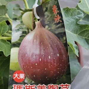 瑪斯義陶芬無花果