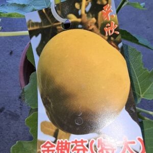 金傲芬無花果