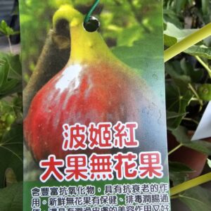 波姬紅無花果