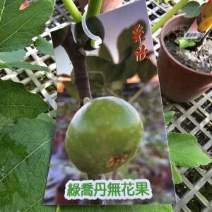 綠喬丹無花果