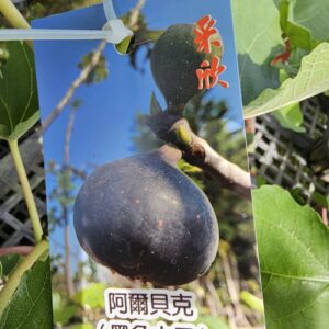 阿爾貝克無花果