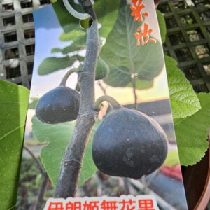 伊朗姬無花果