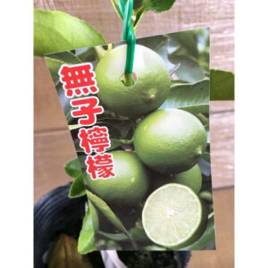 無子檸檬