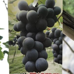 巨峰葡萄