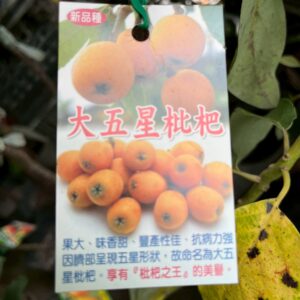 大五星枇杷