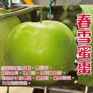 春雪蜜棗