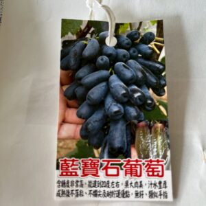 藍寶石葡萄