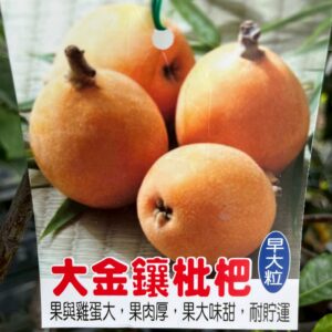 大金鑲枇杷