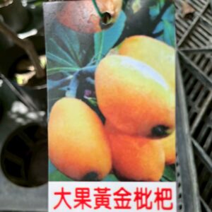大果黃金枇杷