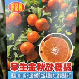 金秋砂糖橘