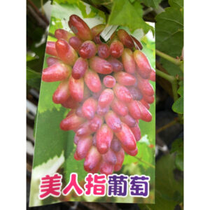 美人指葡萄