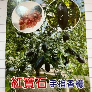 紅寶石手指檸檬