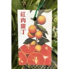 紅肉柳丁