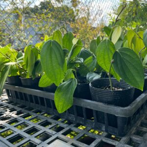 食用胡椒苗(小)