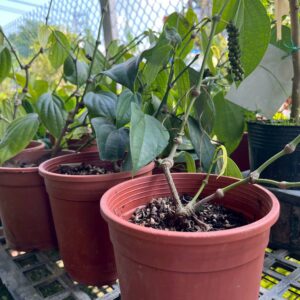 食用胡椒苗(大)