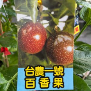 台農一號百香果