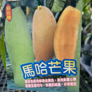 馬哈芒果