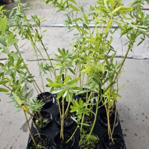 大甲草(八卦草)